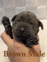 Brown, a male Cane Corso for sale in Schell City, MO – 1 of 7