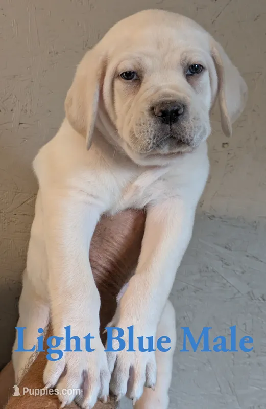 Light Blue  – Cane Corso puppy for sale in Schell City, MO