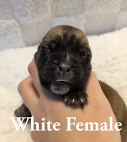 White , a female Cane Corso for sale in Schell City, MO – 1 of 8