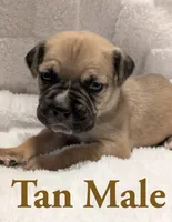 Tan , a male Cane Corso for sale in Schell City, MO – 5 of 9
