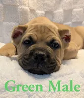 Green , a male Cane Corso for sale in Schell City, MO – 4 of 9