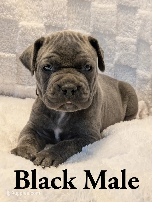 Black  – Cane Corso puppy for sale in Schell City, MO