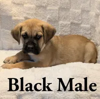 Black , a male Cane Corso for sale in Schell City, MO – 2 of 9