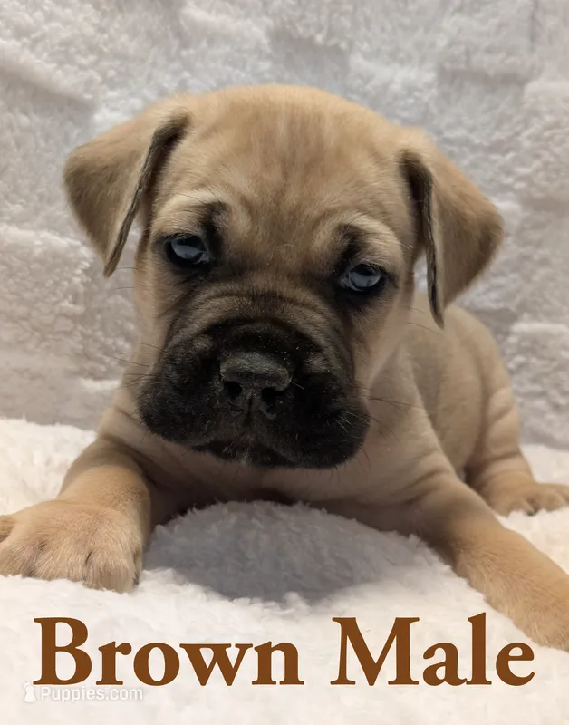 Brown – Cane Corso puppy for sale in Schell City, MO