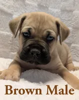 Brown, a male Cane Corso for sale in Schell City, MO – 1 of 9