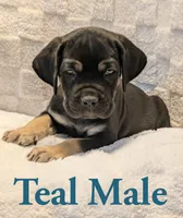 Teal, a male Cane Corso for sale in Schell City, MO – 4 of 9