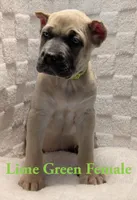 Lime Green , a female Cane Corso for sale in Schell City, MO – 4 of 9