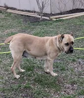 Dark Green , a male Cane Corso for sale in Schell City, MO – 6 of 6
