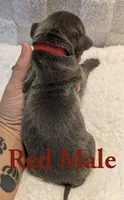 Red , a male Cane Corso for sale in Schell City, MO – 3 of 8