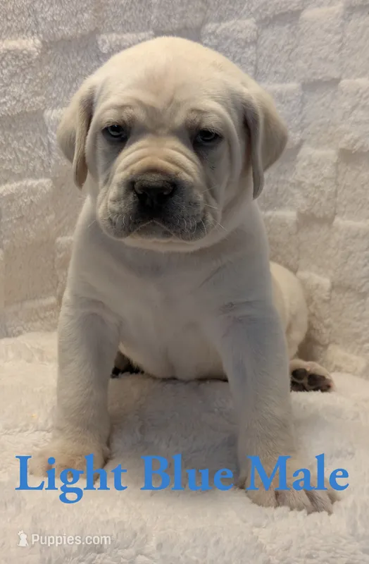 Light Blue  – Cane Corso puppy for sale in Schell City, MO