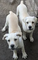 Light pink , a female Cane Corso for sale in Schell City, MO – 7 of 7