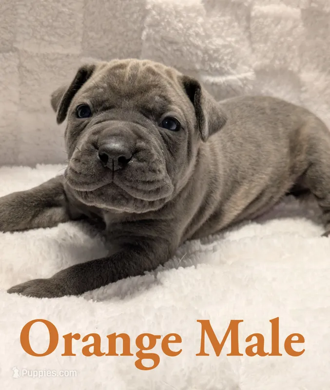 Orange – Cane Corso puppy for sale in Schell City, MO