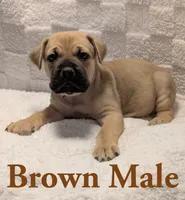 Brown, a male Cane Corso for sale in Schell City, MO – 5 of 9