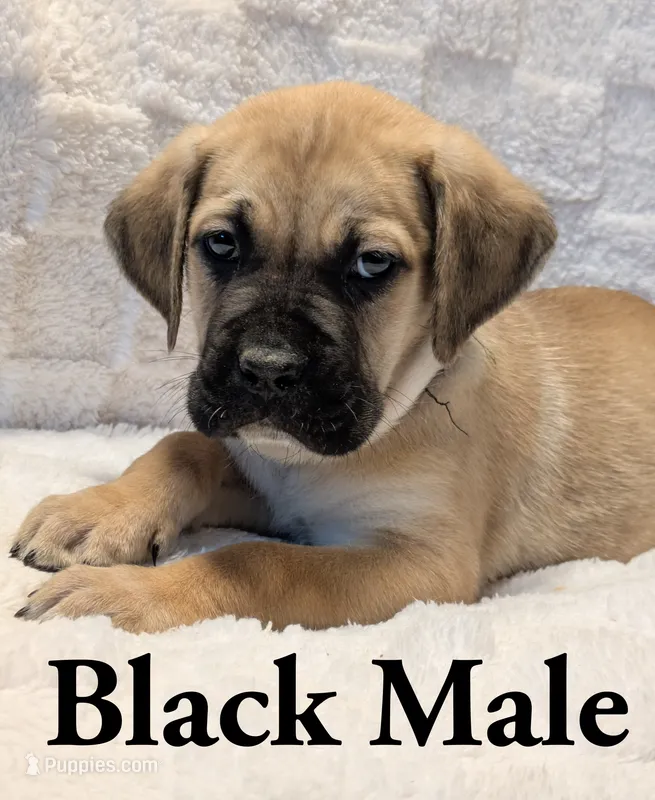Black  – Cane Corso puppy for sale in Schell City, MO