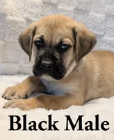 Black , a male Cane Corso for sale in Schell City, MO – 1 of 9
