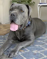Orange , a male Cane Corso for sale in Schell City, MO – 8 of 9