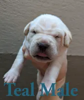 Teal, a male Cane Corso for sale in Schell City, MO – 4 of 5