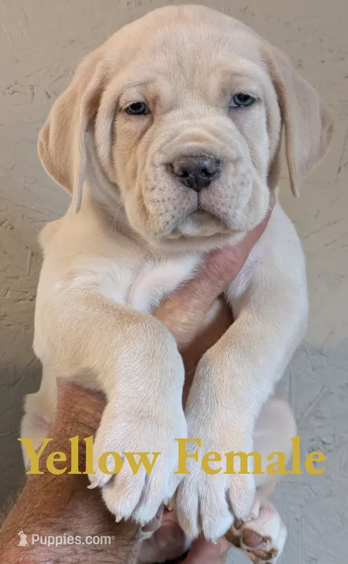 Yellow – Cane Corso puppy for sale in Schell City, MO