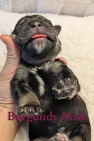 Burgundy, a male Cane Corso for sale in Schell City, MO – 4 of 8