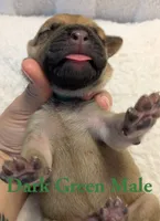 Dark Green, a male Cane Corso for sale in Schell City, MO – 3 of 8