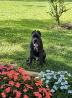 Bule Male, a male Cane Corso for sale in Schell City, MO – 3 of 7