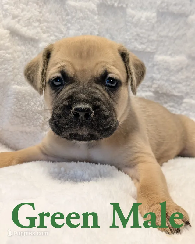 Green – Cane Corso puppy for sale in Schell City, MO