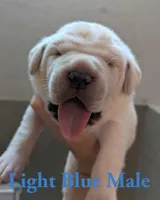 Light Blue , a male Cane Corso for sale in Schell City, MO – 3 of 5