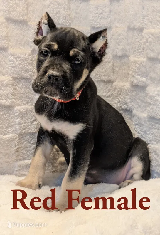 Red – Cane Corso puppy for sale in Schell City, MO