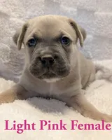 Light pink , a female Cane Corso for sale in Schell City, MO – 2 of 9