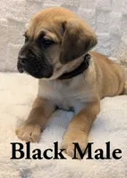 Black , a male Cane Corso for sale in Schell City, MO – 4 of 9