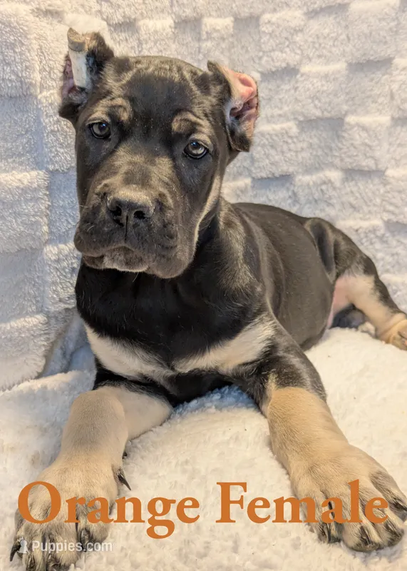 Orange  – Cane Corso puppy for sale in Schell City, MO
