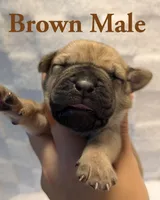 Brown, a male Cane Corso for sale in Schell City, MO – 2 of 8