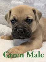 Green, a male Cane Corso for sale in Schell City, MO – 3 of 9