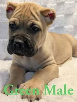 Green , a male Cane Corso for sale in Schell City, MO – 2 of 9