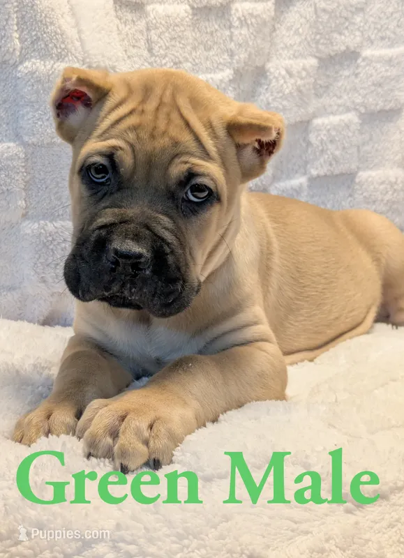 Green – Cane Corso puppy for sale in Schell City, MO
