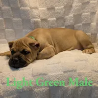 Green , a male Cane Corso for sale in Schell City, MO – 3 of 9