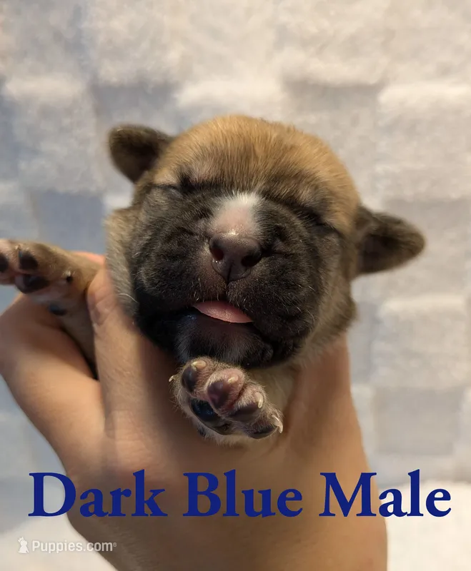 Dark Blue  – Cane Corso puppy for sale in Schell City, MO