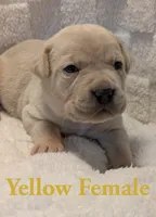 Yellow, a female Cane Corso for sale in Schell City, MO – 6 of 10