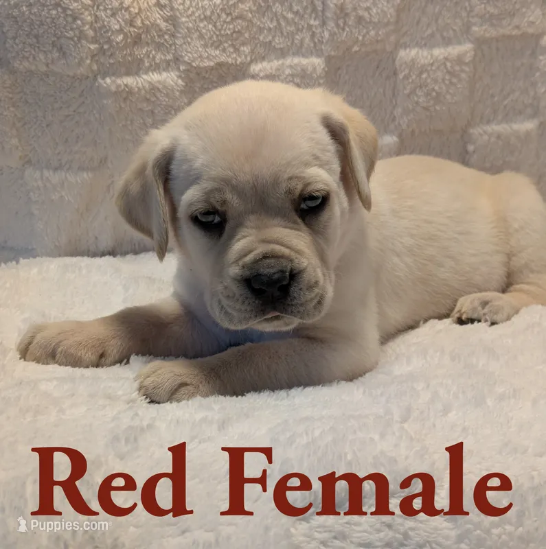 Red – Cane Corso puppy for sale in Schell City, MO