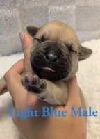 Light Blue, a male Cane Corso for sale in Schell City, MO – 3 of 7