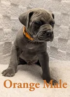 Orange , a male Cane Corso for sale in Schell City, MO – 4 of 9