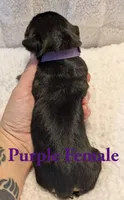 Purple , a female Cane Corso for sale in Schell City, MO – 4 of 8