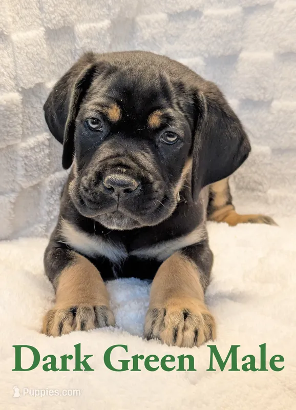 Dark Green  – Cane Corso puppy for sale in Schell City, MO