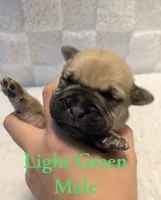 Light Green, a male Cane Corso for sale in Schell City, MO – 2 of 8
