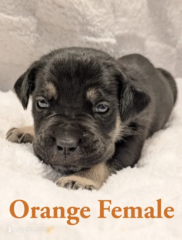 Orange  – Cane Corso puppy for sale in Schell City, MO