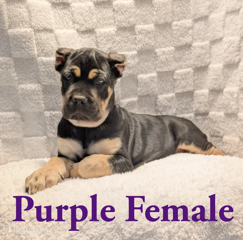 Purple  – Cane Corso puppy for sale in Schell City, MO