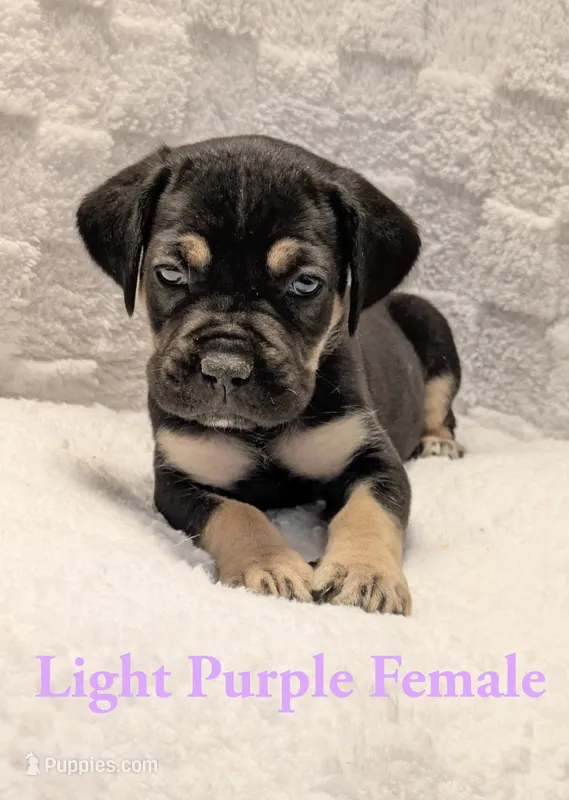 Light Purple  – Cane Corso puppy for sale in Schell City, MO