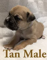 Tan , a male Cane Corso for sale in Schell City, MO – 3 of 9