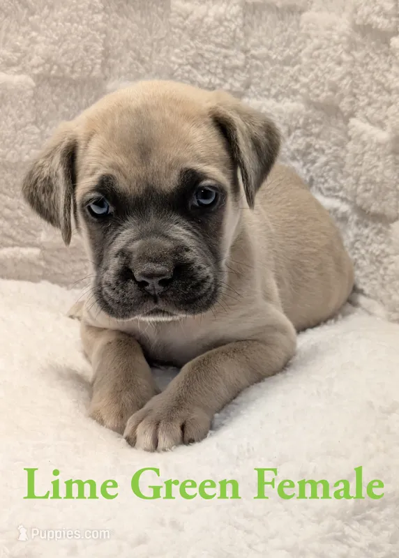 Lime Green  – Cane Corso puppy for sale in Schell City, MO