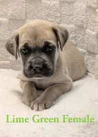 Lime Green , a female Cane Corso for sale in Schell City, MO – 1 of 9